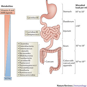 SIBO (Small Intestinal Bacterial Overgrowth). colon bacteria